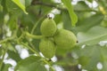 Three walnuts on the tree Royalty Free Stock Photo