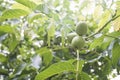 Three walnuts on tree Royalty Free Stock Photo