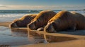 Three Relaxing Walruses Lounging on a Sandy Beach During Golden Hour Royalty Free Stock Photo