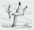Three wandering albatrosses diomedea exulans flying over the sea Royalty Free Stock Photo
