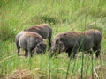 Three warthogs seeking food