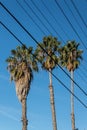 Three Washingtonia fan palm trees viewed through electrical wires