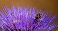 Three wasps on artichoke flower Royalty Free Stock Photo