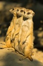 Three watchful meerkats standing guard at morning Royalty Free Stock Photo