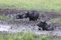 Three water buffalo wallowing in a mud hole Royalty Free Stock Photo