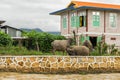 Three water buffalos grazing on vegetation next to a river bank along Inle Lake, Shan Region Myanmar Royalty Free Stock Photo