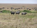 Three Water buffalos Royalty Free Stock Photo