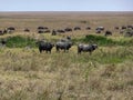 Three Water buffalos Royalty Free Stock Photo