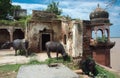 Three water buffalos in a vantage point in Varanasi, India, on the banks of the Ganges River Royalty Free Stock Photo