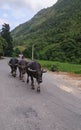 Three water buffalos walking in a line down the street in the mountains, farmer Royalty Free Stock Photo