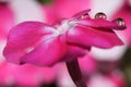 Three water droplets sitting on a Dwarf Garden Phlox