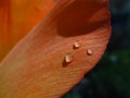 Three Water Drops on Orange Tulip Petal