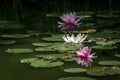 Three water lilies Marliacea Rosea in a pond with green leaves. One pink nymphaea with drops of water on the petals is reflected i