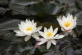 Three water lilies Nymphaea in a pond