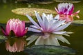 Three water lilies are reflected in the pond. A dragonfly or damselfly sits on a light water lily or lotus flower Royalty Free Stock Photo