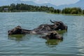 Three water oxes buffalos near Hai Van Pass Royalty Free Stock Photo