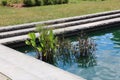 Three water plants in a man made pond with three cement ledged surrounding it at Boerner Botanical Gardens