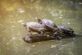 Three water turtles (pond slider) Royalty Free Stock Photo