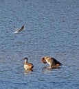 Three waterbirds, a seagull and two ornamental geese Royalty Free Stock Photo
