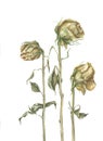 Watercolor dried roses