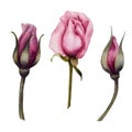 Three watercolor pink rose buds