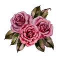 Three watercolor pink roses