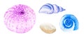 Three watercolor seashells and pebbles hand drawn isolated on white background. Marine clipart