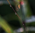 the three waterdrops on the red grass petal