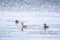 Three The waterfowl birds Great Crested Grebe swimming in the calm lake