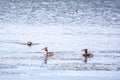 Three The waterfowl birds Great Crested Grebe swimming in the calm lake