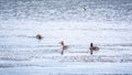 Three The waterfowl birds Great Crested Grebe swimming in the calm lake