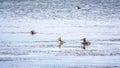 Three The waterfowl birds Great Crested Grebe swimming in the calm lake