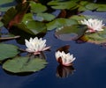 Three waterlily blooms in the summer Royalty Free Stock Photo