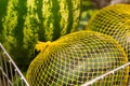 Three watermelons in a grid on the store counter Royalty Free Stock Photo
