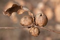 Three weathered galls grow on the branch of an oak tree. The round fruits are partially decayed. A dry oak leaf hangs on the