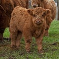 Three week calf of highland cattle