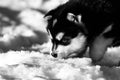 Three week old Alaskan malamute puppy