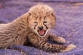 Three week old baby Cheetah cub calling for its mother South Afr Royalty Free Stock Photo