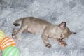 Three week old gray kitten is sleeping