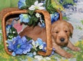 Three week old Golden Retriever puppy with flower Royalty Free Stock Photo