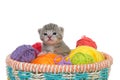 Tiny tabby kitten in a basket of yarn balls Royalty Free Stock Photo