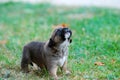 Barking three weeks mixed breed puppy on a grass in autumn Royalty Free Stock Photo