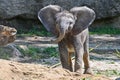 Three weeks old, baby a young African elephant - Loxodonta africana