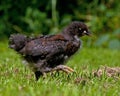 Three weeks old chicken male, from the Hedemora breed in Sweden. Royalty Free Stock Photo