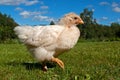 Three weeks old chicken male, from the Hedemora breed in Sweden. Royalty Free Stock Photo