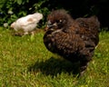 Three weeks old chicken male, from the Hedemora breed in Sweden. Royalty Free Stock Photo