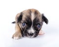 Three weeks old cute Chihuahua baby lying down on white background close-up Royalty Free Stock Photo