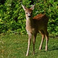 Three weeks young wild Roe deer, Capreolus capreolus