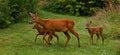 Three weeks young wild Roe deer, Capreolus capreolus