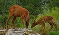 Three weeks young wild Roe deer, Capreolus capreolus